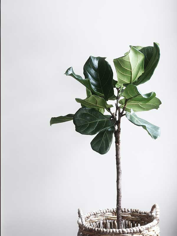 affitti-agenzia-immobiliare
